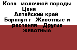 Коза -молочной породы  › Цена ­ 15 000 - Алтайский край, Барнаул г. Животные и растения » Другие животные   . Алтайский край